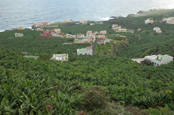 banana plantation along the coast