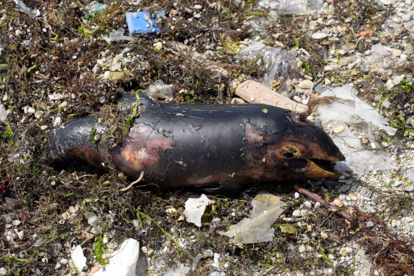 body of a dead dolphin cub