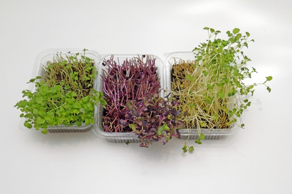 microgreens plants cut in plastic containers