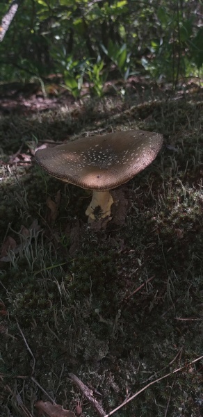 brown fly agaric grows in green