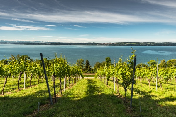 vineyards on lake constance uhldingen