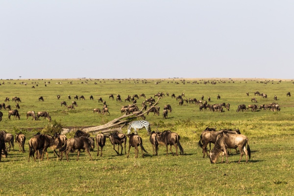 small herd of wildebeest on endless