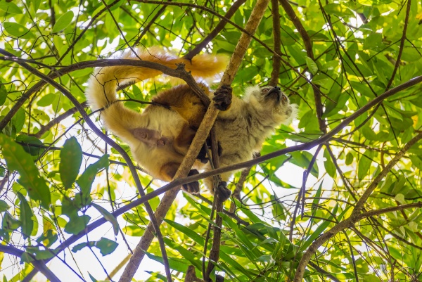 lemur on lokobe strict reserve in