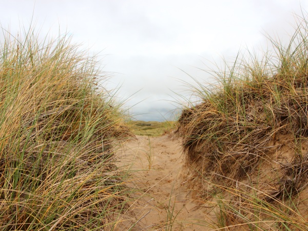 path through sand dune with wild