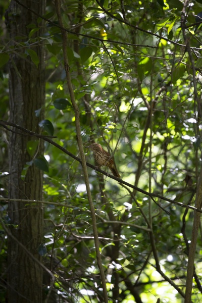curious brown thrasher
