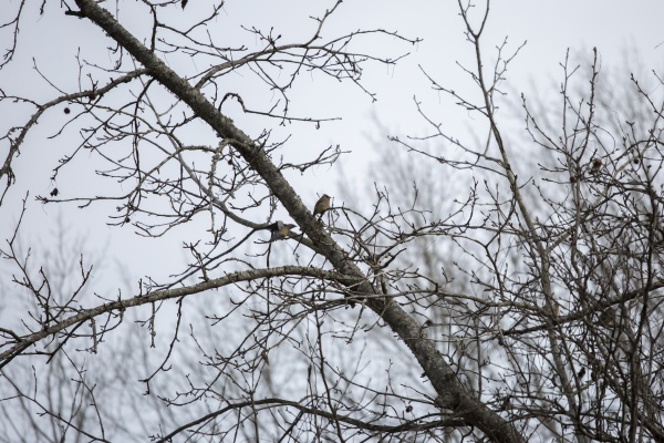 cedar waxwing birds in a tree