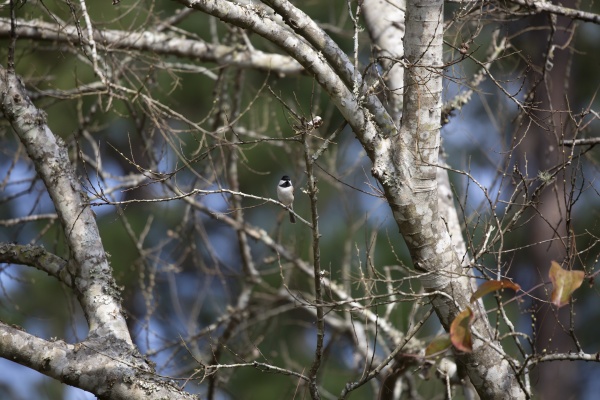 carolina chickadee on a branch