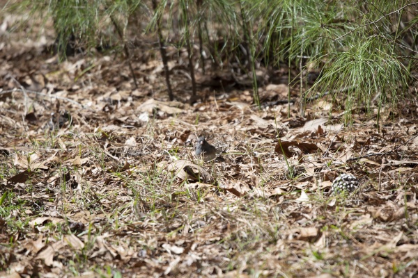 curious dark eyed junco foraging