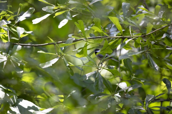 black capped chickadee on a limb