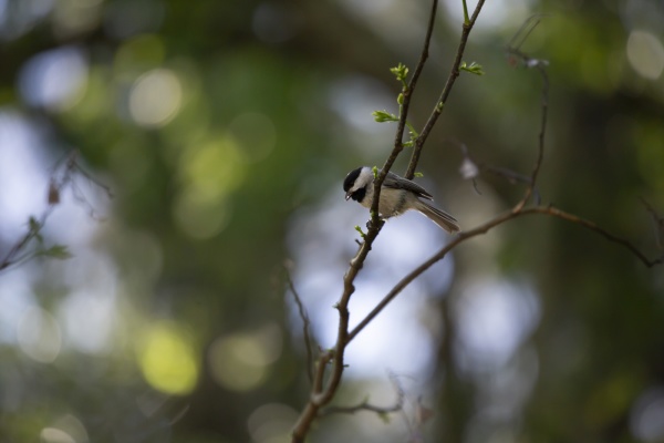 black capped chickadee eating
