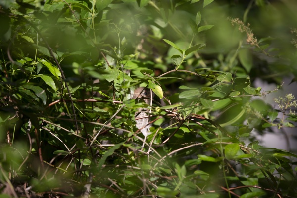hidden juvenile brown thrasher