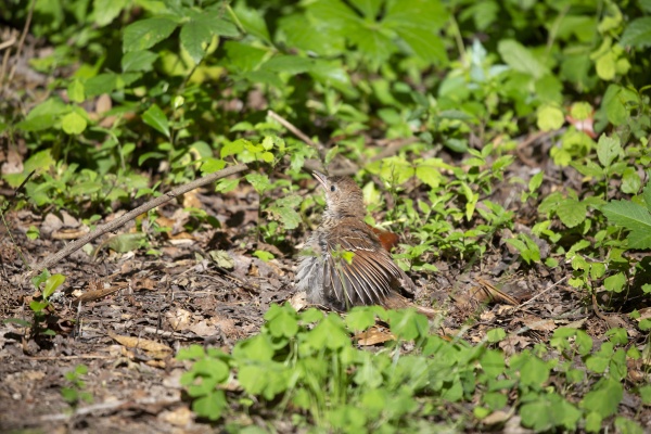 juvenile brown thrasher bird on the