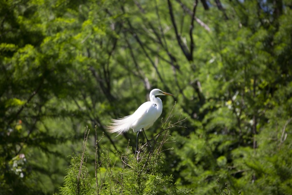 great egret on a high perch