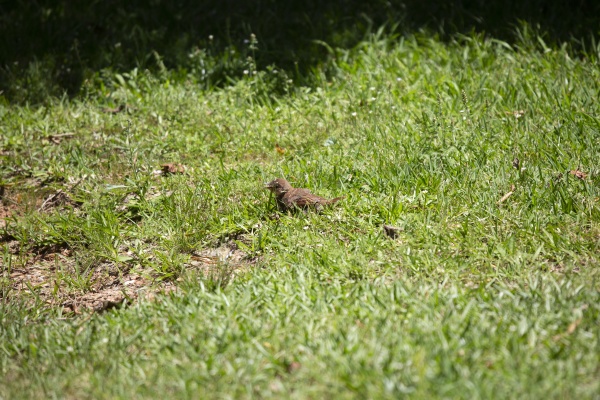 juvenile brown thrasher sunning