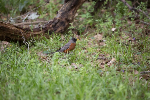 american robin foraging for food