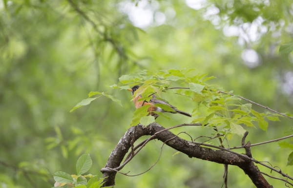 american robin on a tree limb