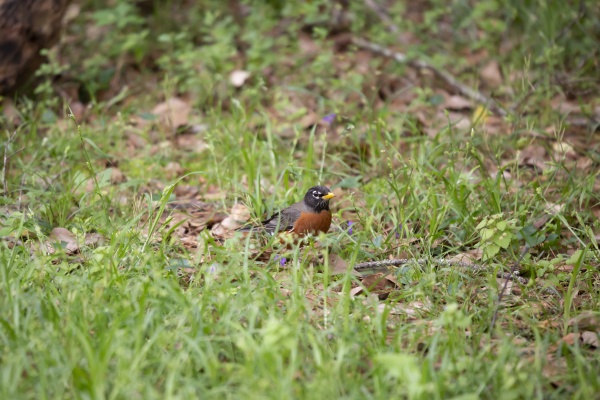 wary american robin foraging for food