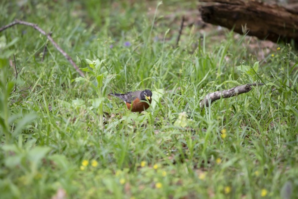 american robin foraging for food