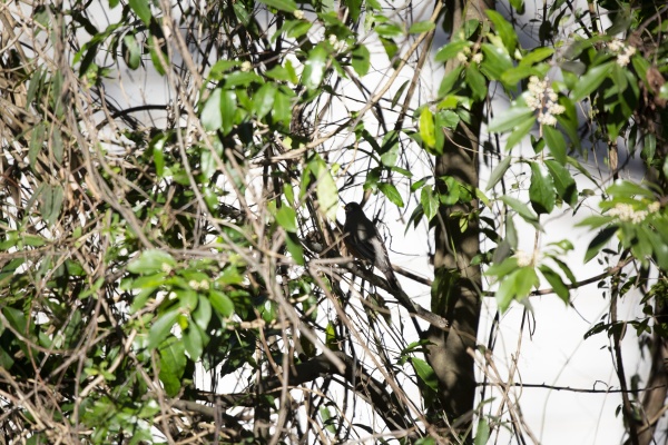 american robin in a tree
