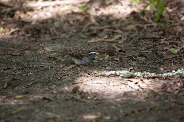 white throated sparrow foraging