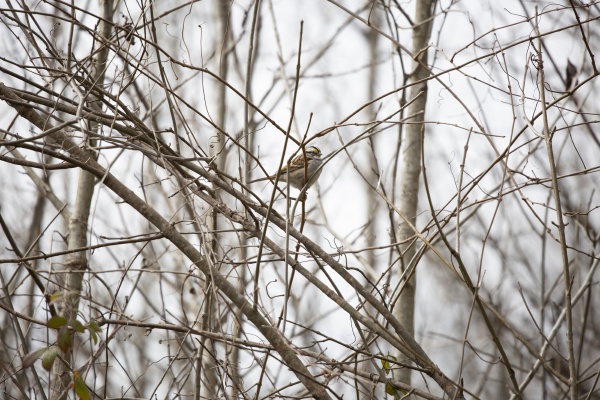 white throated sparrow on an overcast