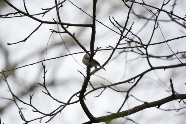 majestic tufted titmouse on a branch