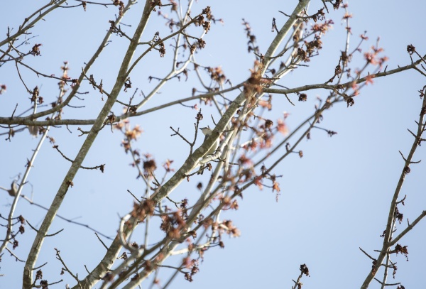 female yellow rumped warbler