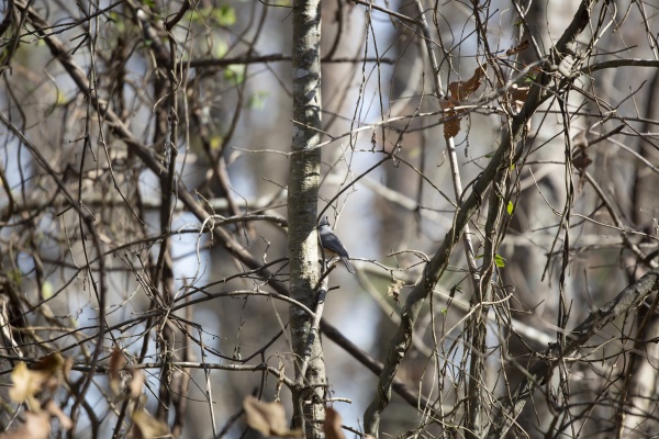 tufted, titmouse - 29769510