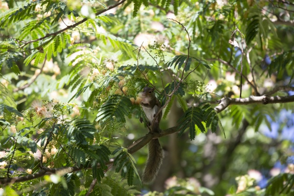 squirrel in a mimosa tree
