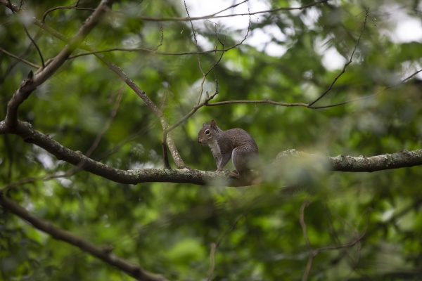 squirrel resting calmly