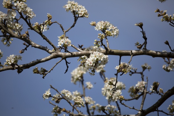 flowers on a bradford pear tree