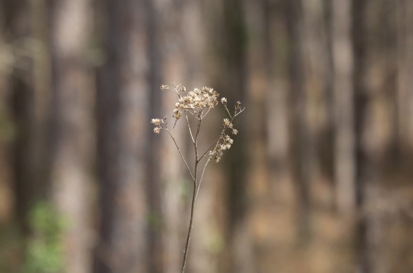 bouquet of dried weeds