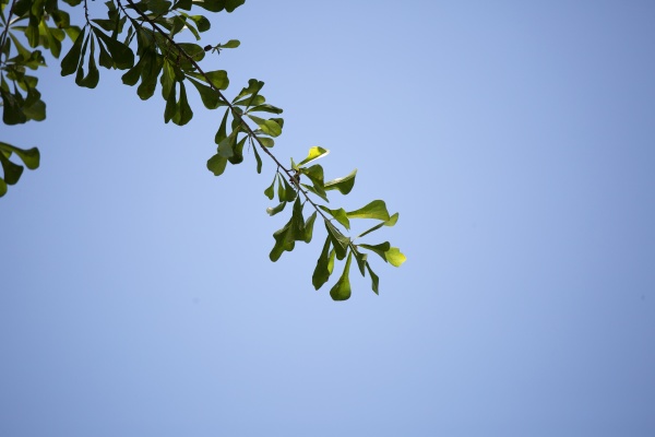 water oak leaves