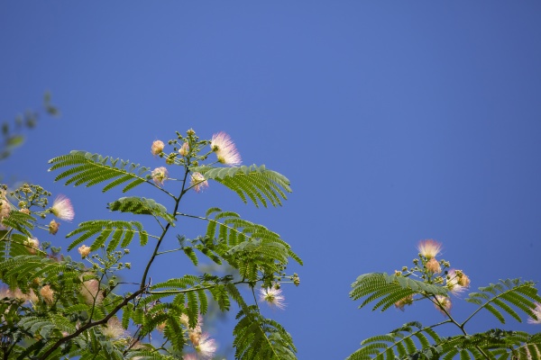 pink blooms on a mimosa tree