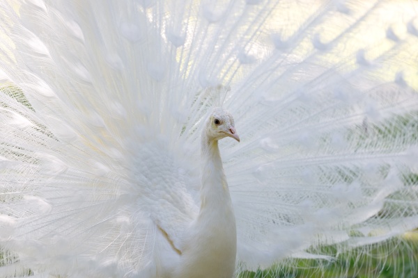 amazing white peacock opening its tail