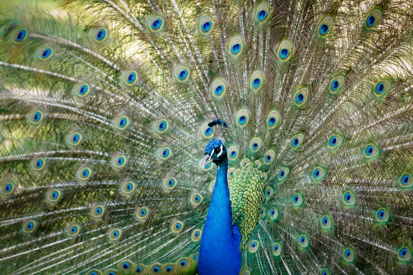 amazing peacock during his exhibition