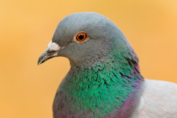 portrait of a wild dove with