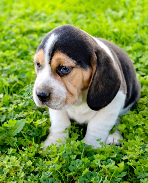 beautiful beagle puppy on the green