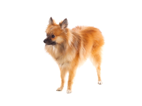 beautiful brown pomeranian dog