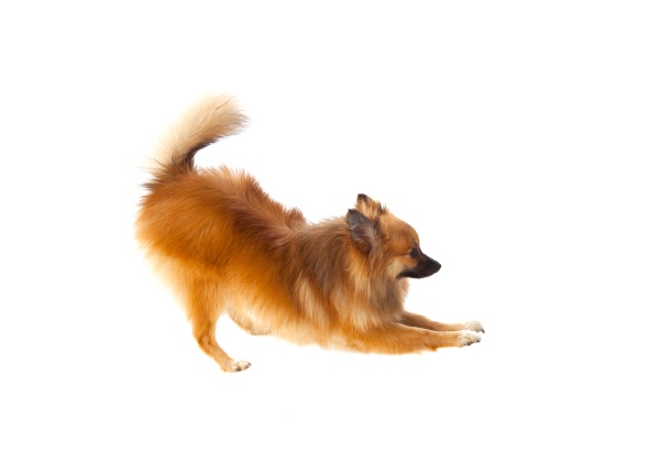 beautiful brown pomeranian dog