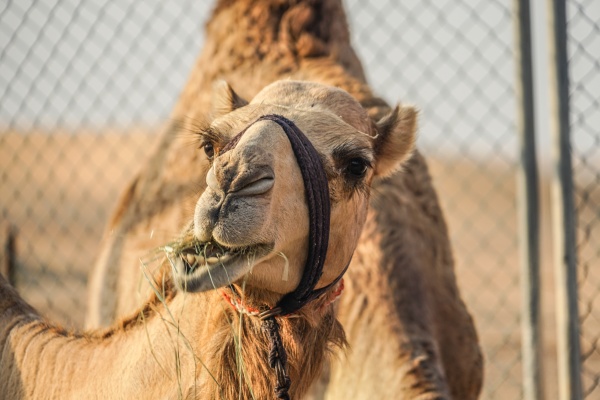 of the arabian desert camel