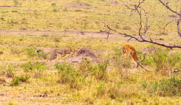 photo series cheetah hunting for