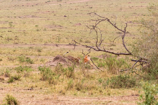 photo series cheetah hunting for