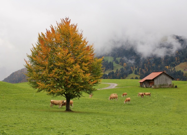 idyllic autumn scene in gstaad