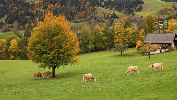 grazing simmental cattle and colorful autumn