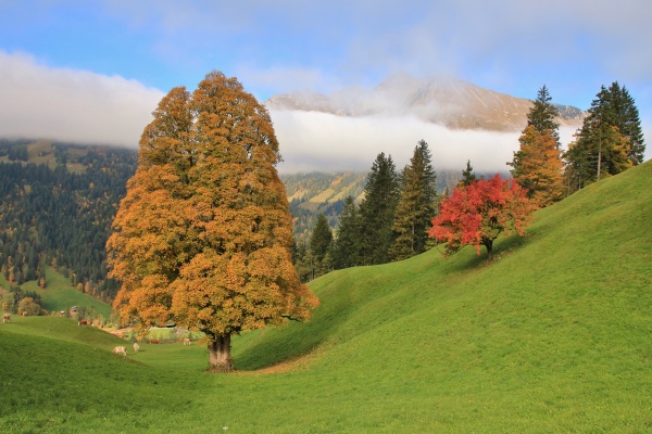 autumn scene near gstaad
