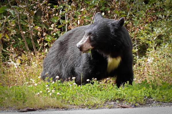 a black bear with a white