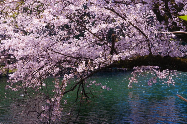 cherry tree in full bloom of
