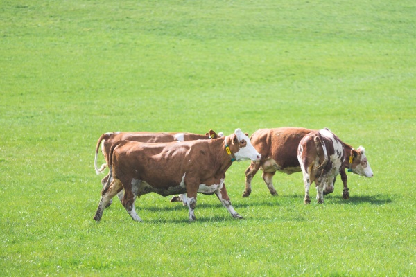 organic farming in austria cows