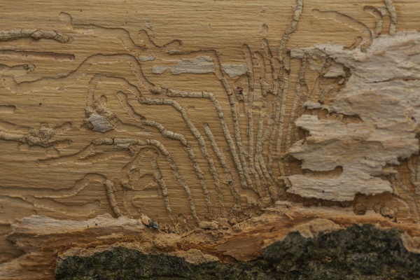 traces from a bark beetle on